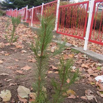 Да засадим гора