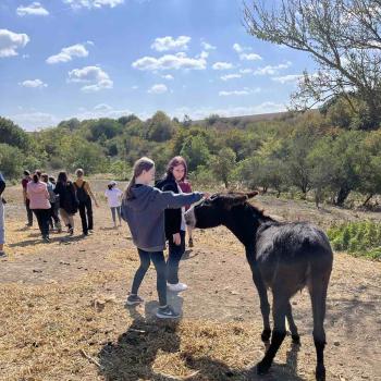 На гости на бездомните животни